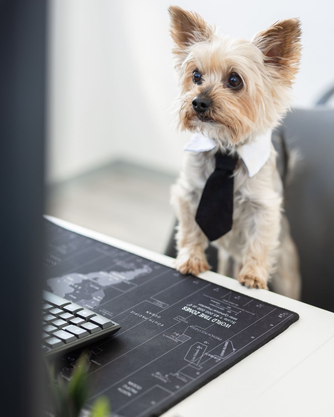 Bürohund Balu mit Krawatte am Schreibtisch im Büro der Rafino Finanz GmbH